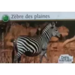 Zèbre des plaines