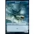 Requin