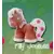 Filly Forest - Filly Joueuse