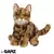 Bengal Cat