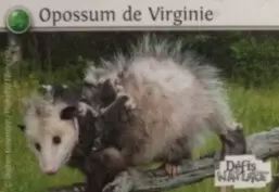 Défis Nature - Auchan - Opossum de Virginie