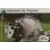 Défis Nature - Auchan - Opossum de Virginie