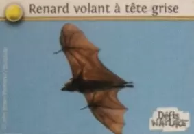 Défis Nature - Auchan - Renard Volant à Tête Grise