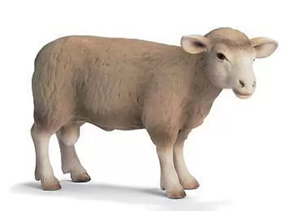 Farm World - Bélier