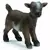 Chevreau nain