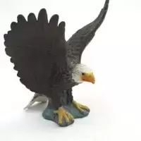 Aigle à tête blanche ailes ouvertes