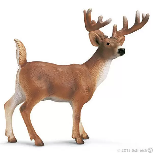 Wild Life - Cerf de Virginie