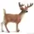Wild Life - Cerf de Virginie