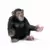 Chimpanzé femelle