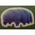Le tardigrade , ou  ours d ' eau  peut atteindre une taille de 0,5mm.