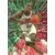 Gary Payton SS