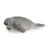 Wild Life - Lamantin
