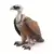Vautour