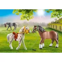 Set 3 Chevaux