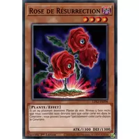 Rose de Résurrection