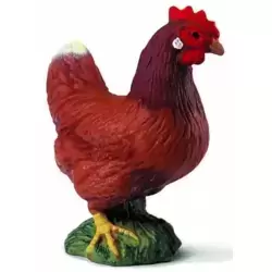 Poule Brune