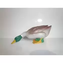Canard
