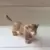 Wild Life - Lionceau