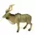 Wild Life - Antilope Kudu