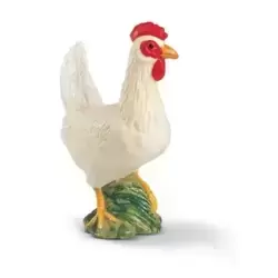 Poule blanche