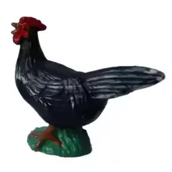 Poule noire