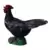 Poule noire
