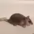 rat 2002-14405