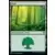 Forêt