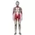 MAFEX (Medicom Toy) - Shin Ultraman - Ultraman