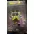 Dragon Stars Series - Broly (Dragon Ball Super Ver.)