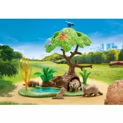 Racoons