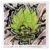 Ultimate Variation - Broly
