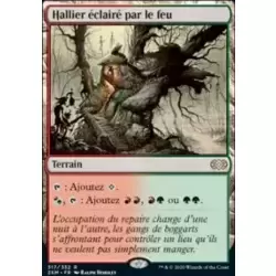 Hallier éclairé par le feu