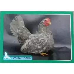 Poule Chabo