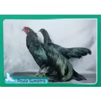Poule Sumatra