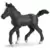 Poulain Lipizzan