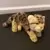 Webkinz Signature - webkinz signature endangered clouded leopard