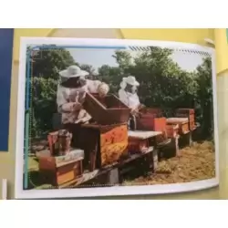 Des abeilles et des hommes
