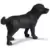 Labrador Noir