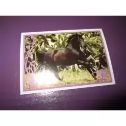 Image n°2