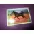 Un amour de cheval - Image n°6