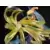 Figuarts ZERO - Naruto Shippuden - Naruto Uzumaki (Kizuna Relation) Tokyo Limited Exclusive