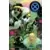 House of X - Powers of X - L\'Étonnante Vie de Moira X