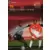 Wizards Football Champions France 2001/2002 - Tir