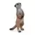 Wild Life - Rendez-vous des suricates