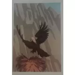 Aigle