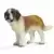 Saint bernard