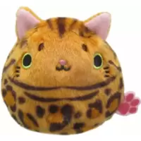 Bengal Cat