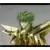 Saint Seiya - Myth Cloth - Isaak du Kraken