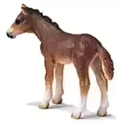 Poulain Holstein